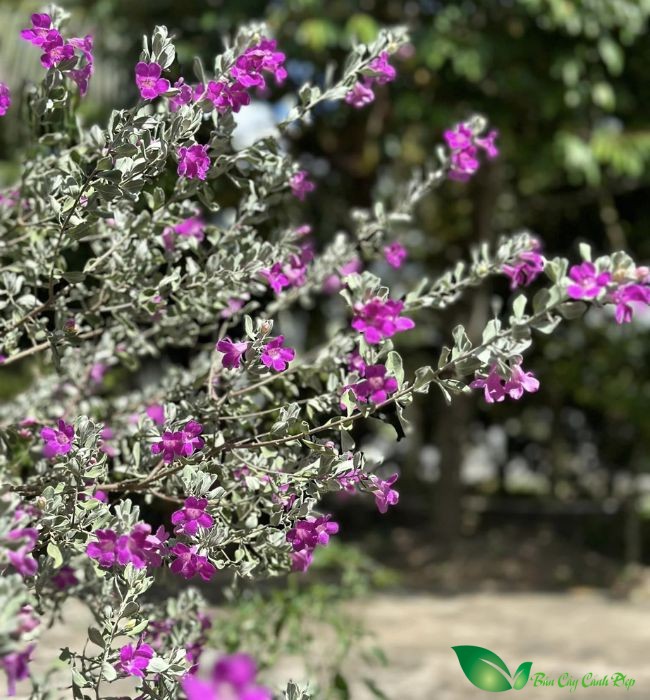 Hoa Cây tuyết sơn