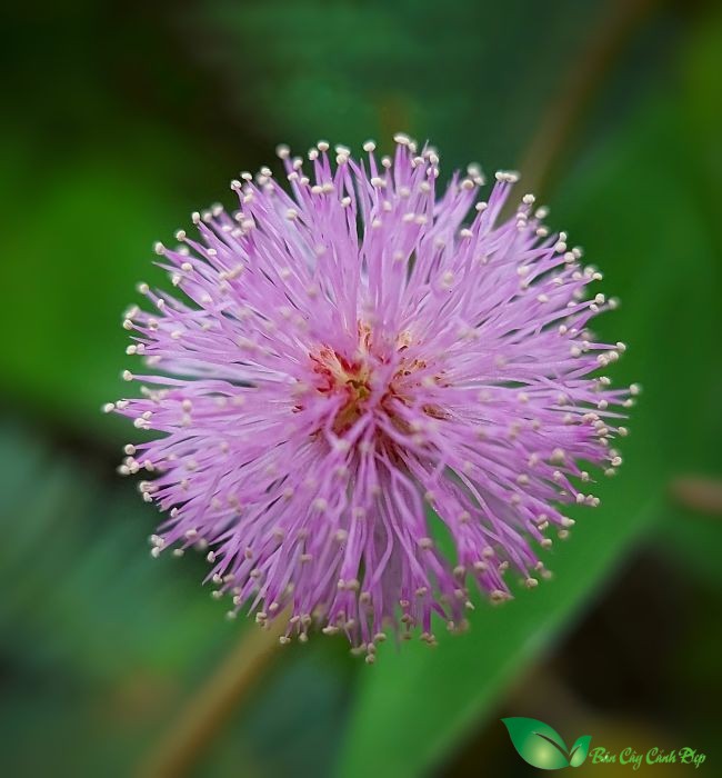 hoa cây xấu hổ
