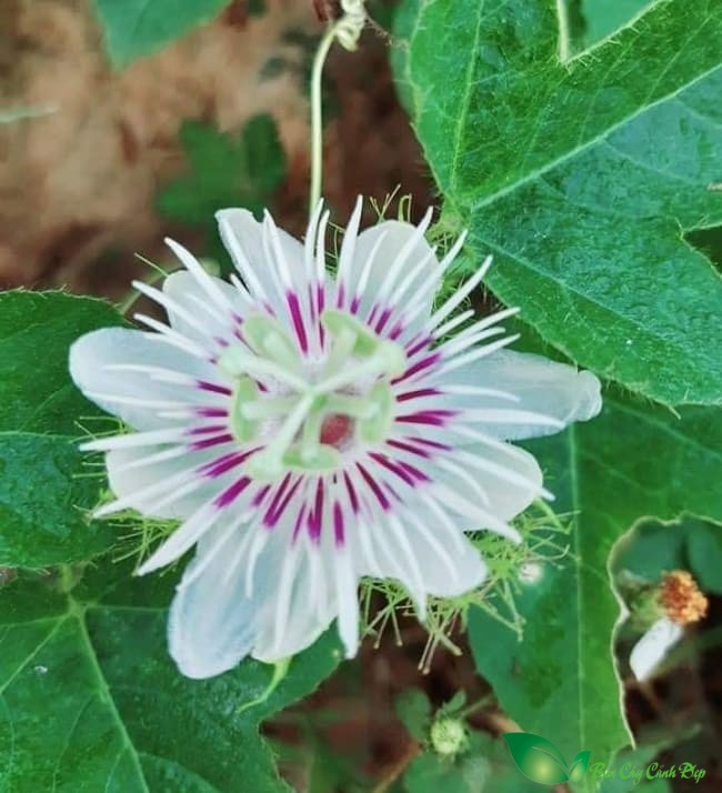 hoa chanh dây