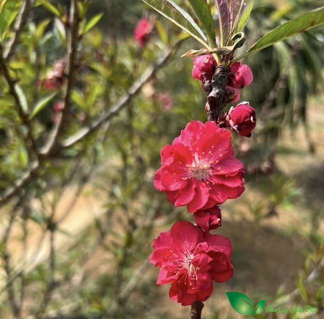 hoa đào thất thốn