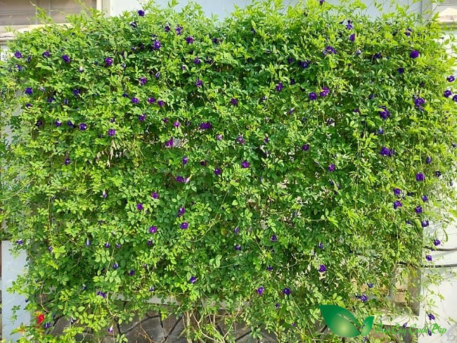 Hoa Đậu biếc