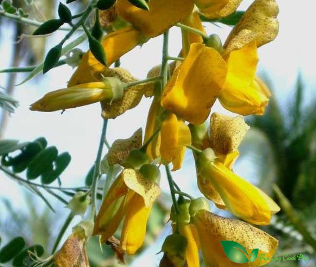hoa điên điển