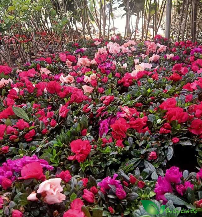 hoa đỗ quyên
