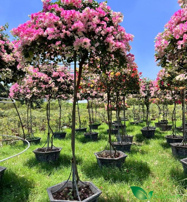hoa giấy sakura
