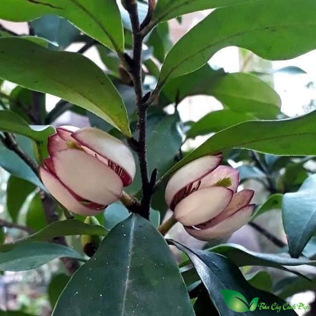 Hoa lan tiêu