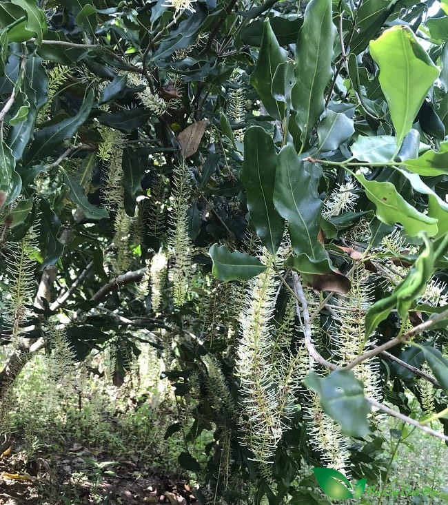 hoa mắc ca