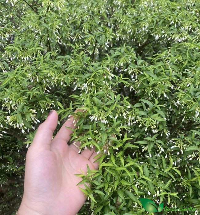 hoa mai chiếu thủy
