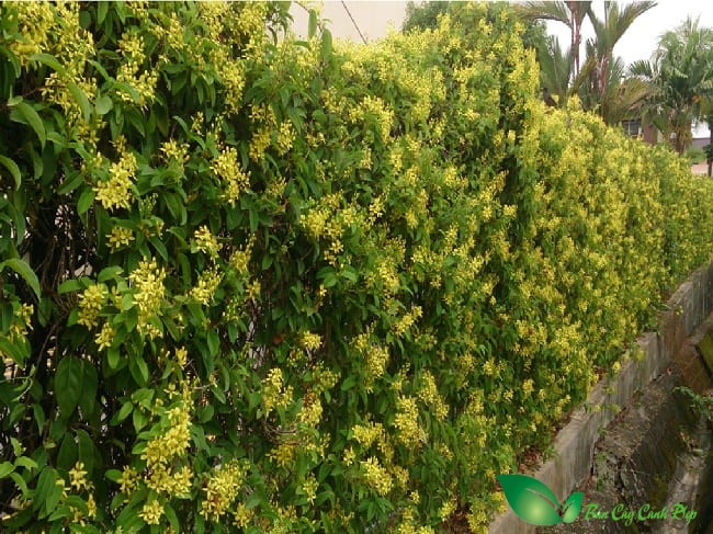 Hoa mai hoàng yến