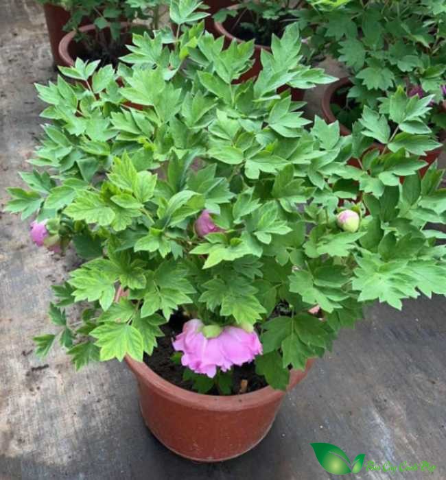 hoa mẫu đơn Peony