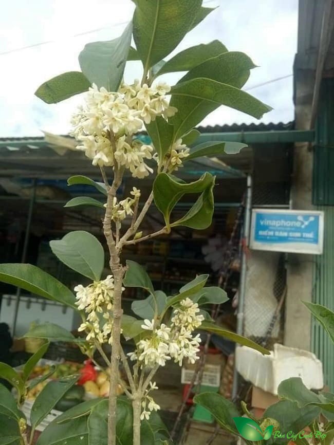 hoa mộc hương