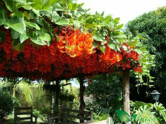 Hoa Móng cọp