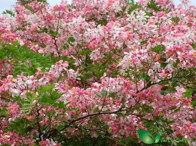 Hoa Muồng hoa đào