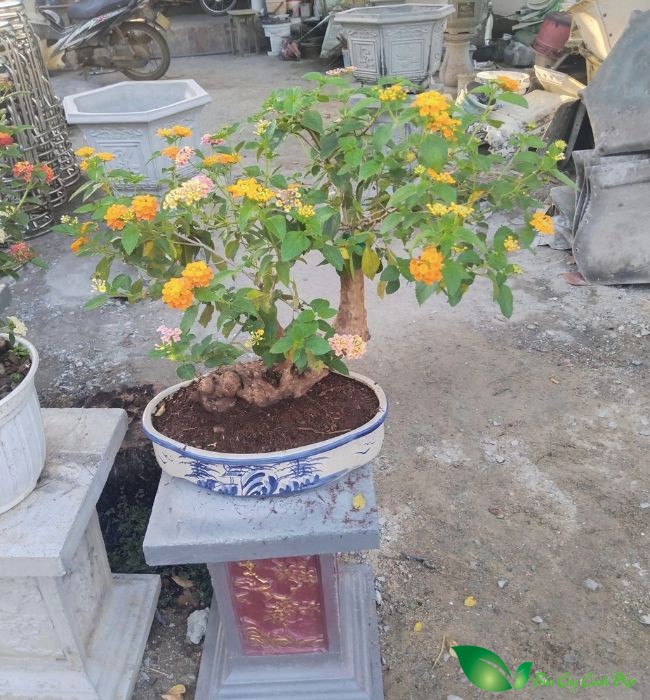 hoa ngũ sắc bonsai