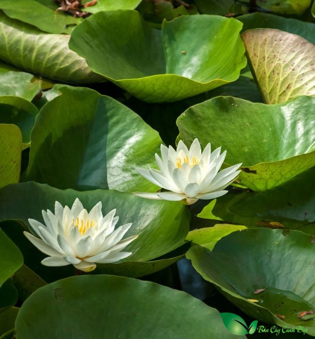 hoa súng trắng