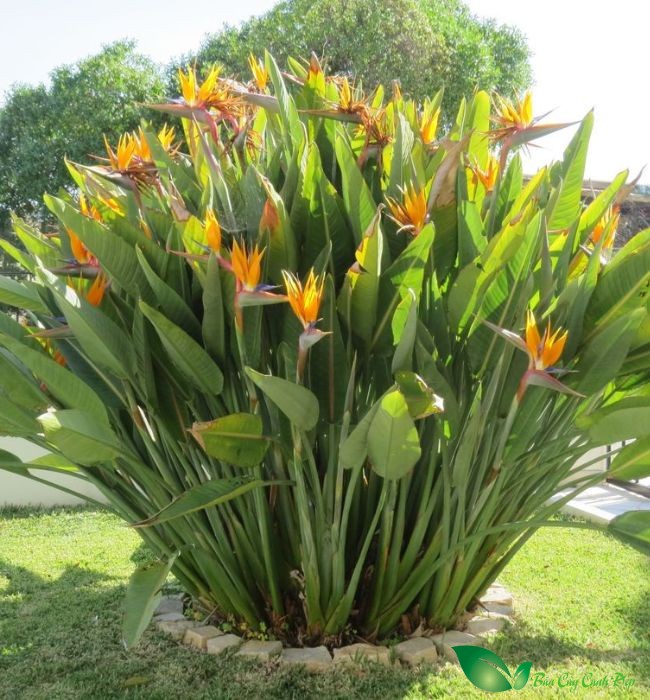 Hoa Thiên Điểu