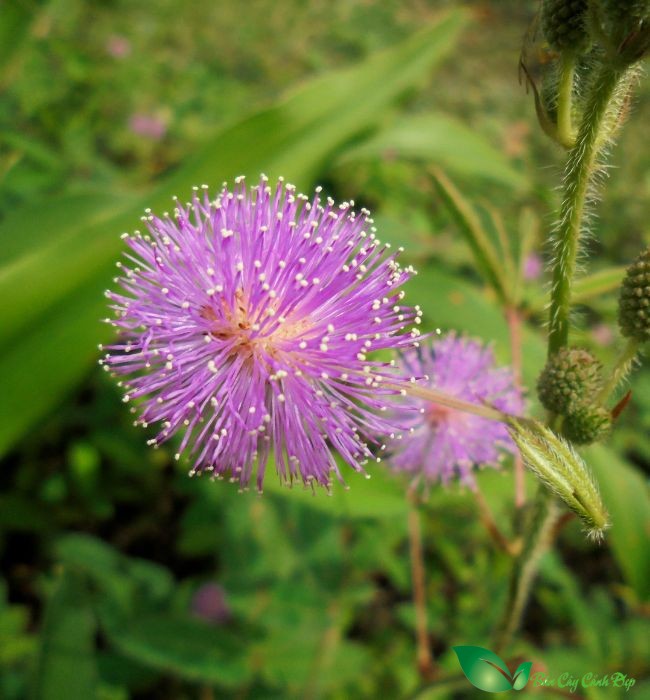 hoa trinh nữ