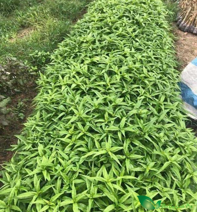 hoàn ngọc trắng