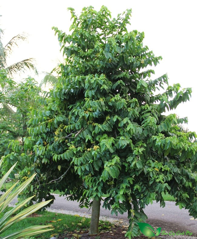 hoàng lan