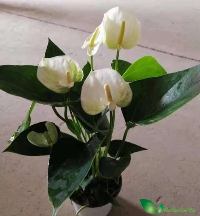 hồng môn trắng