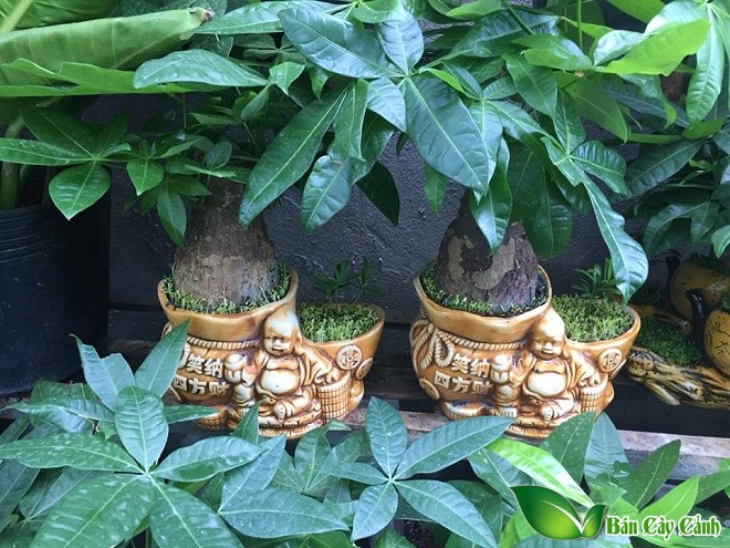 kim ngân ông thần tài
