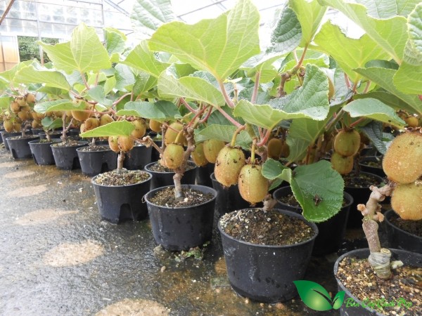 kiwi lun xanh
