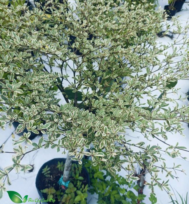 Lá Cây Bàng Nhật