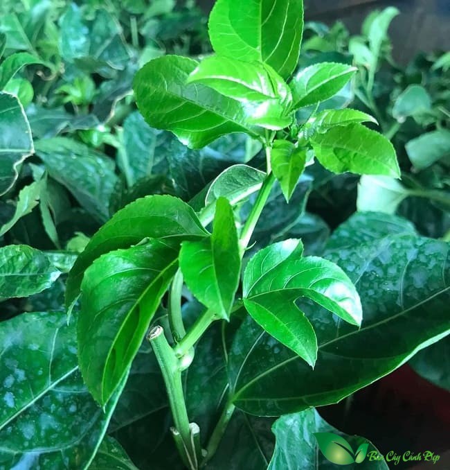 lá cây chanh dây