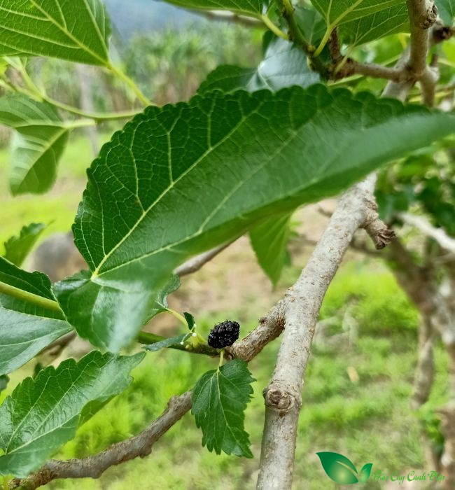 lá cây dâu tằm