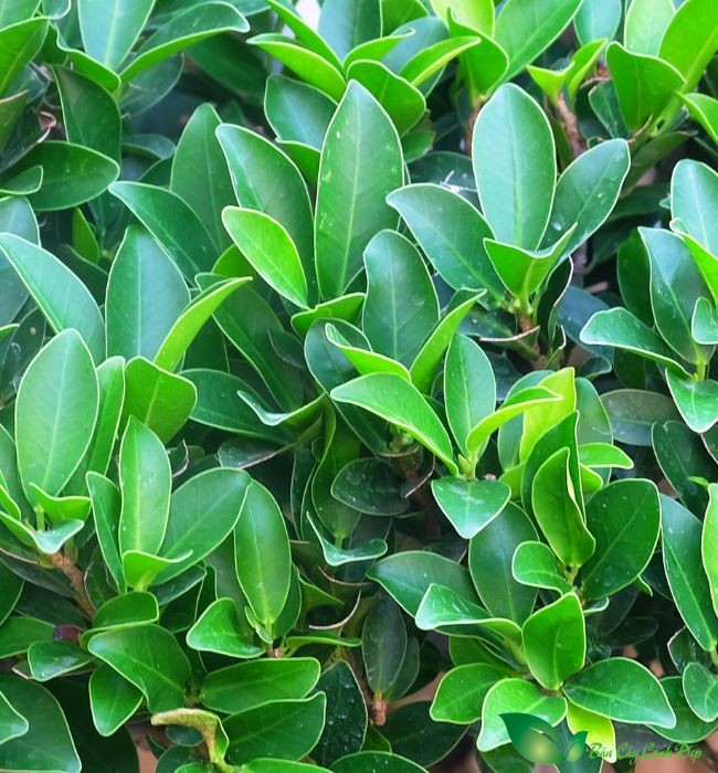 lá cây gừa