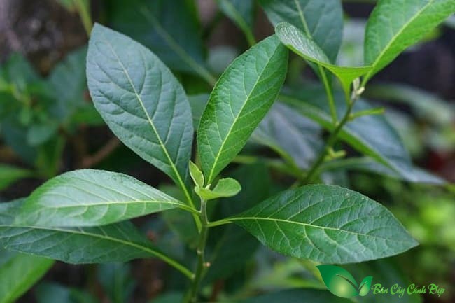 lá cây mật gấu