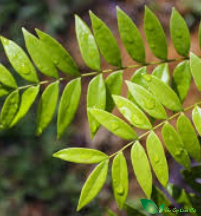 lá cây mật nhân