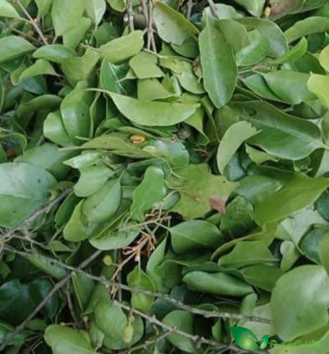 lá cây tầm gửi