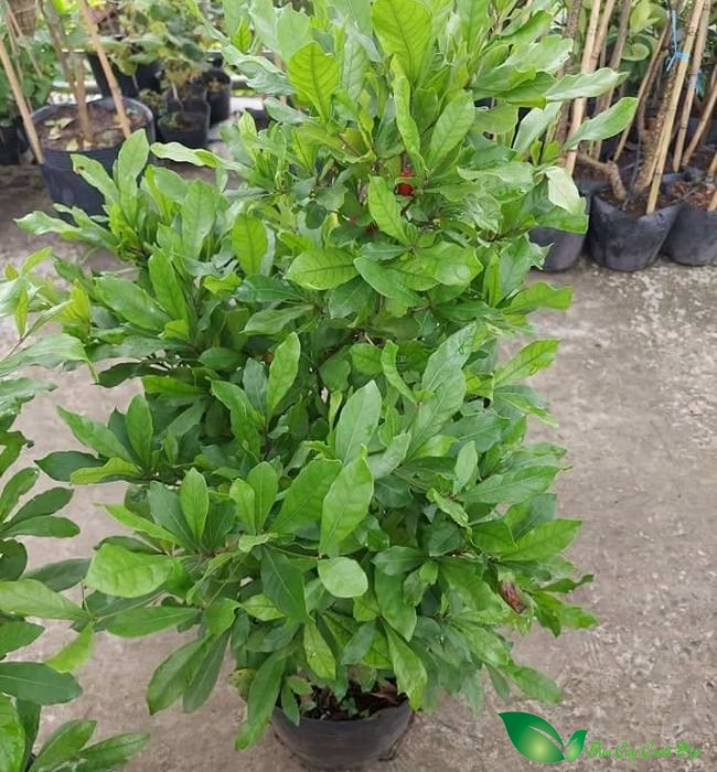 lá cây thần kỳ