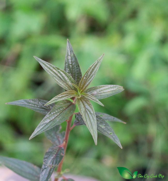 lá cây thuốc dòi