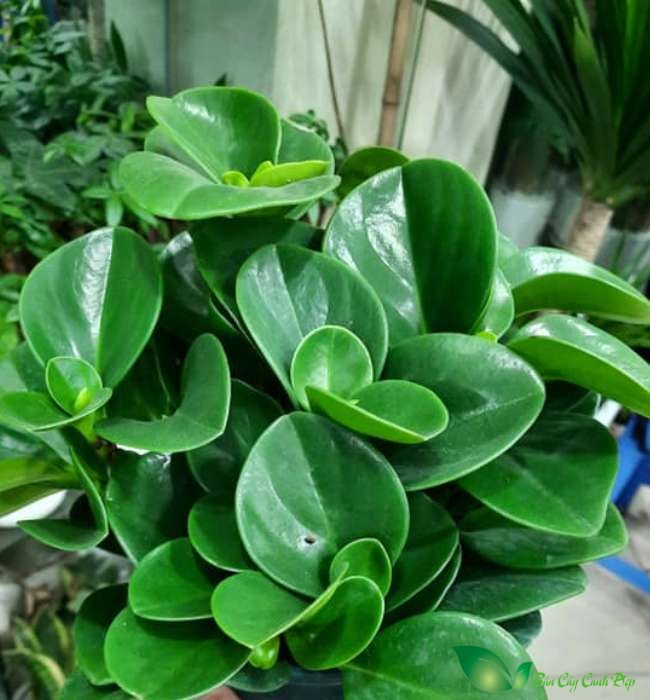 lá cây trường sinh