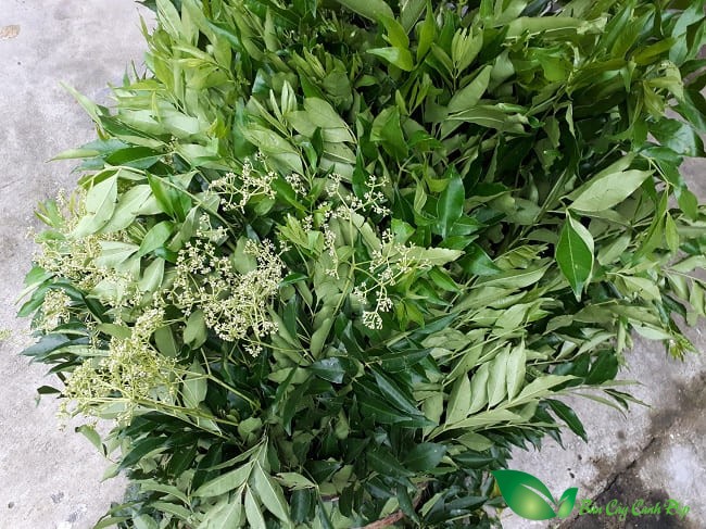 lá cây ưng bất bạc
