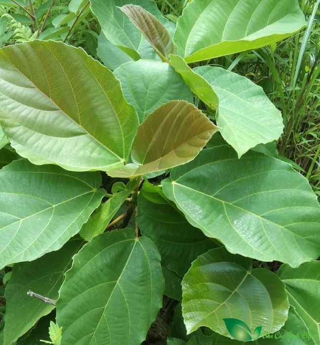 lá cây vả