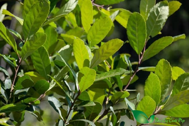 lá cây yerba mate