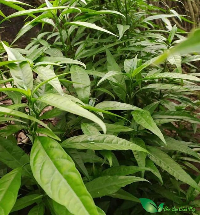 lá hoàn ngọc trắng