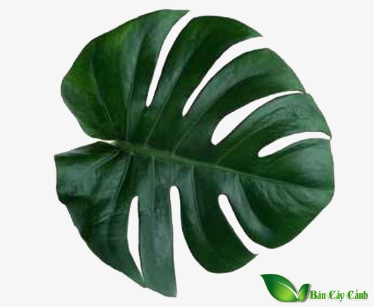 la monstera