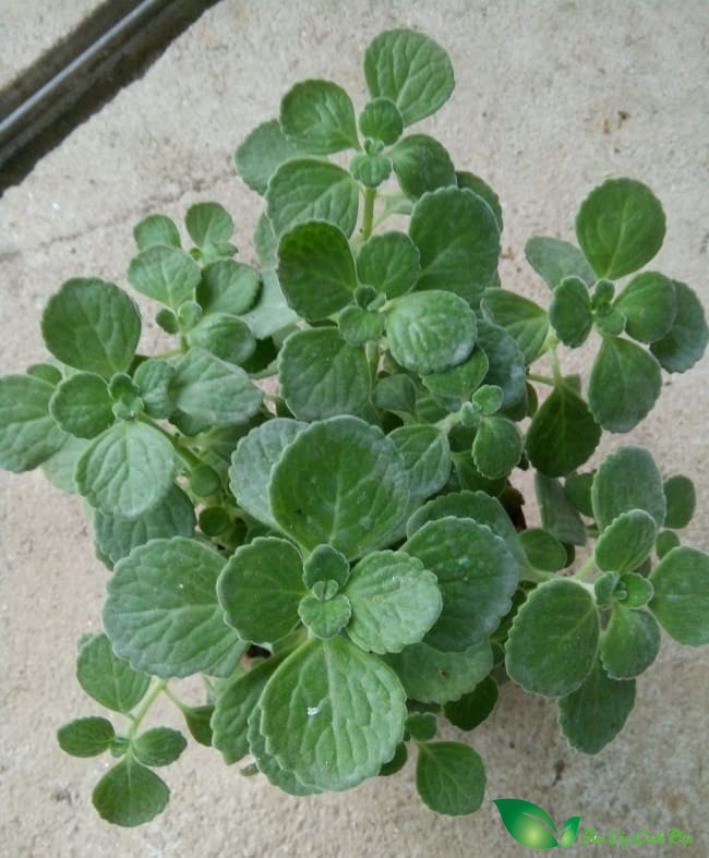 lá nhất mạt hương
