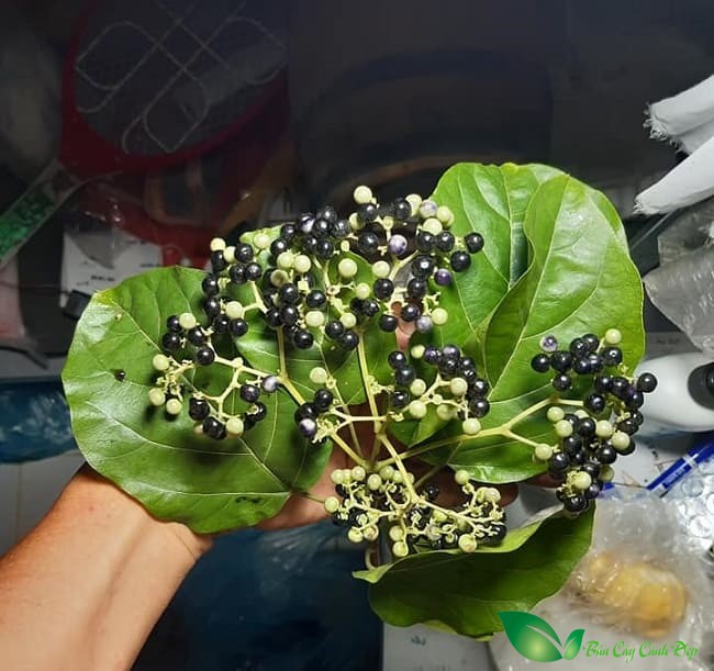 Lá và quả cây lá cách