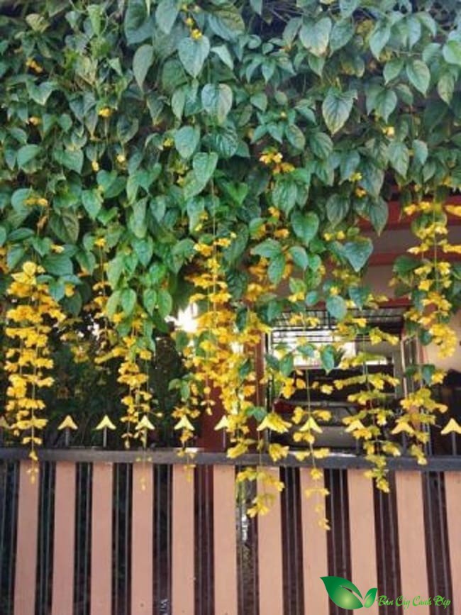 lan hoàng dương