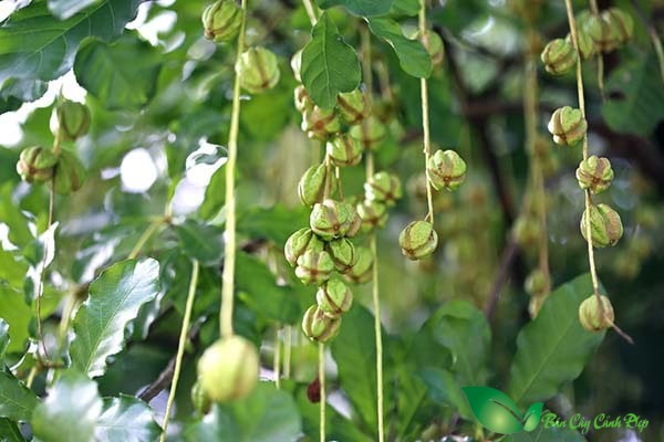 Lộc vừng ra quả