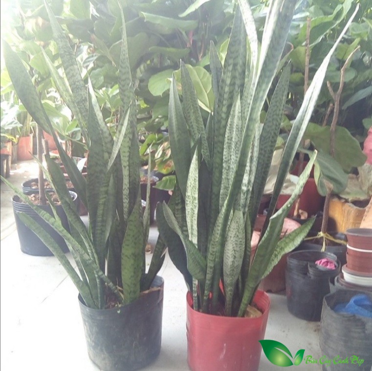 luoi ho xanh