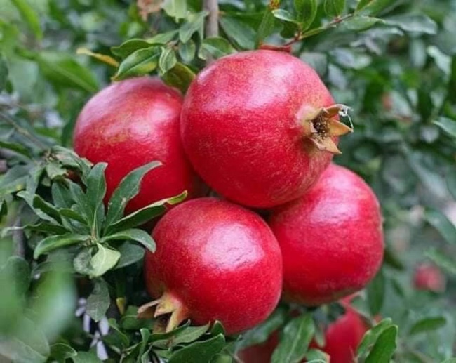 LỰU ĐỎ ẤN ĐỘ
