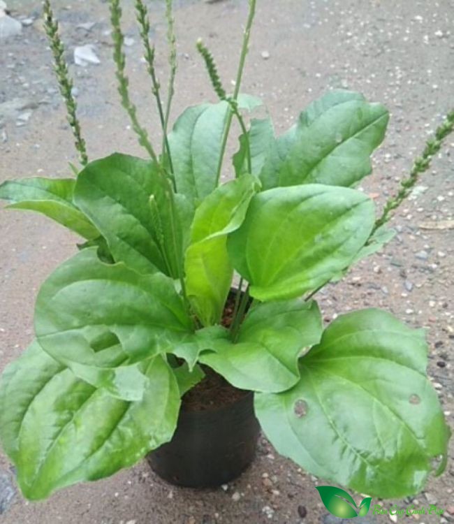 mã đề