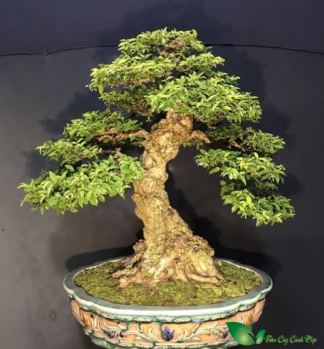 mai chiếu thủy