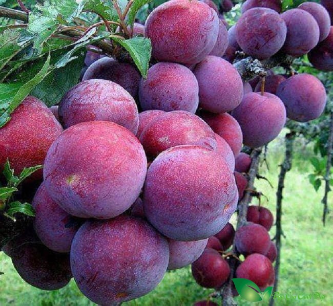 Mận Bắc Hà