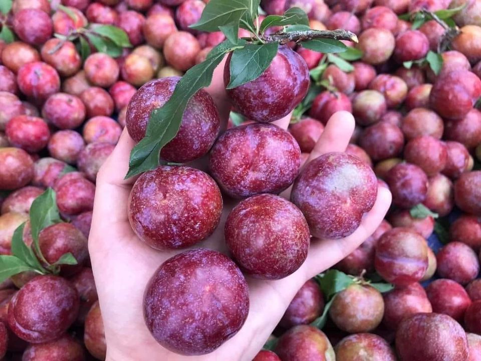 mận hà nội